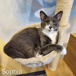 Sophia