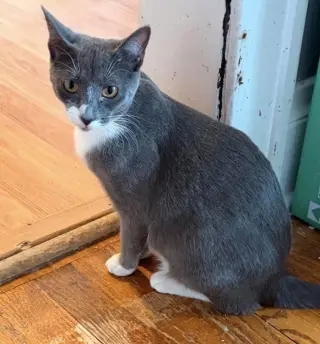 Sophia