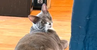 Sophia