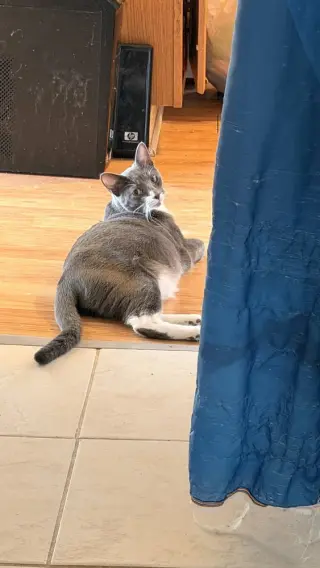 Sophia