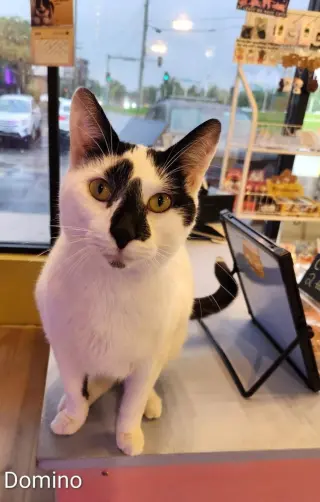 Domino