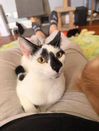 Domino