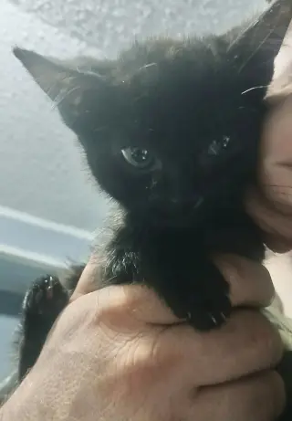 Noctus (Available for pre-adoption)