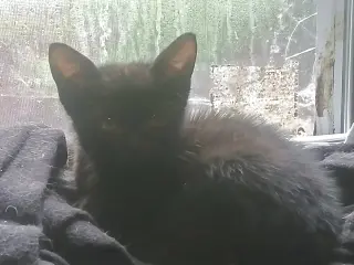 Noctus (Available for pre-adoption)