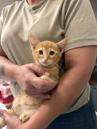 Fender Bender (available for pre-adoption)