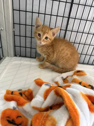 Fender Bender (available for pre-adoption)