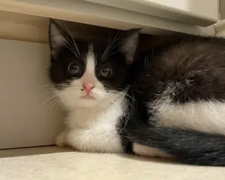Nini Coco (petite little gal)