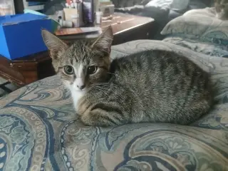 Vesper (available for pre-adoption)