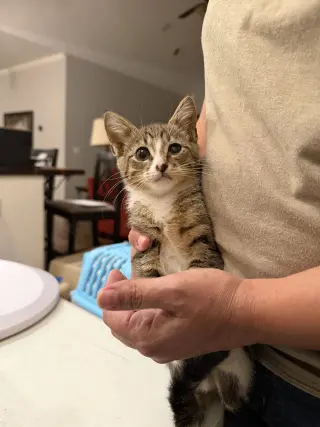 Vesper (available for pre-adoption)