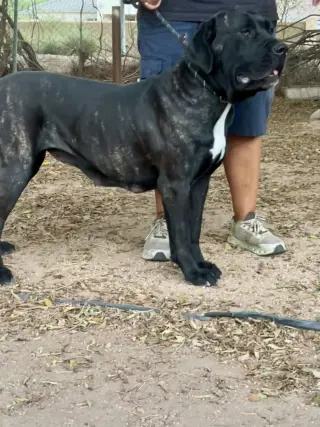Luna 2
