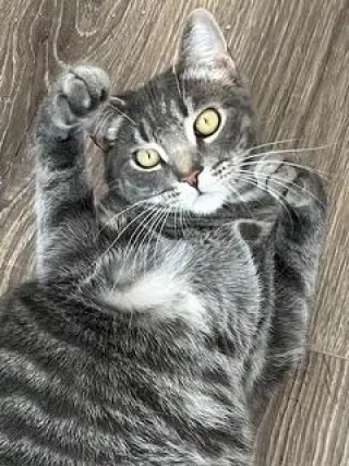 KITTEN MAX