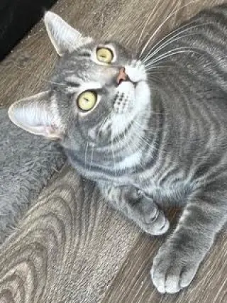KITTEN MAX