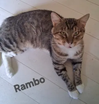 Rambo