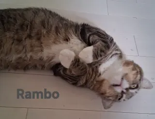Rambo