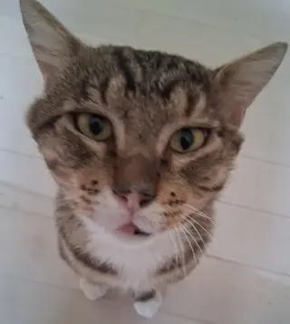 Rambo