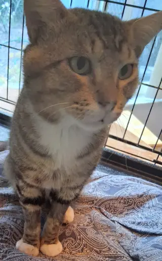 Rambo