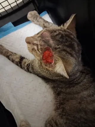 Rambo