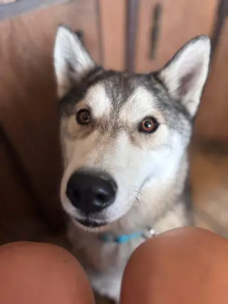 Otto