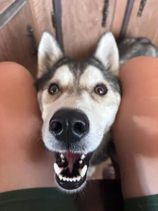 Otto