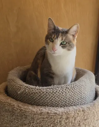 Patches