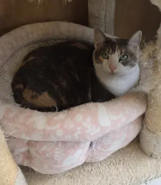 Patches