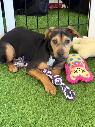 Joy FH - Doglando Graduate