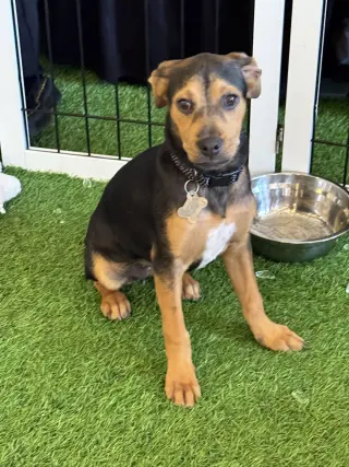 Joy FH - Doglando Graduate