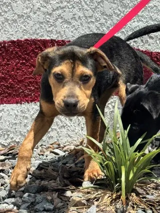 Joy FH - Doglando Graduate
