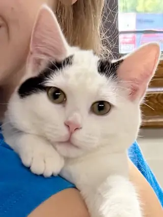 CAT - Oliver