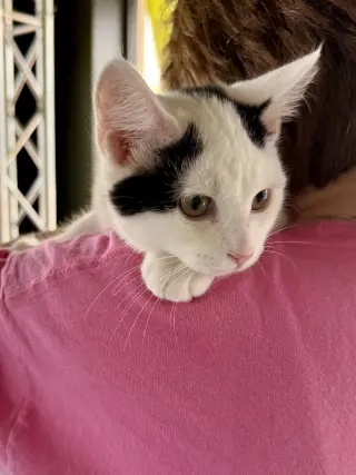 CAT - Oliver