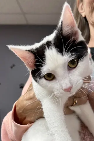 CAT - Oscar