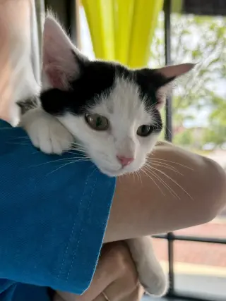 CAT - Oscar