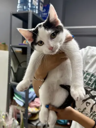 CAT - Oscar