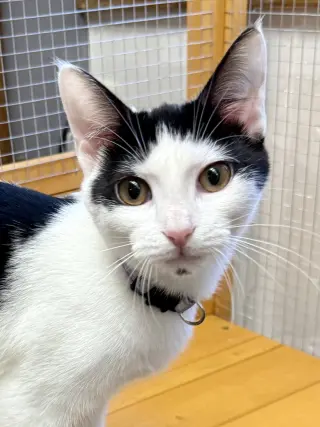 CAT - Olivia