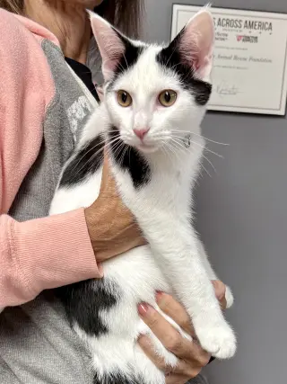 CAT - Oreo