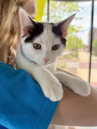 CAT - Oreo