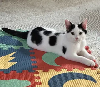 CAT - Oreo