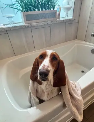 RHEA - ADOPTION PENDING!