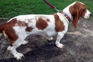 RHEA - ADOPTION PENDING!