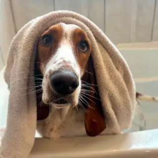 RHEA - ADOPTION PENDING!