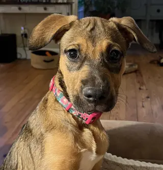 Evie