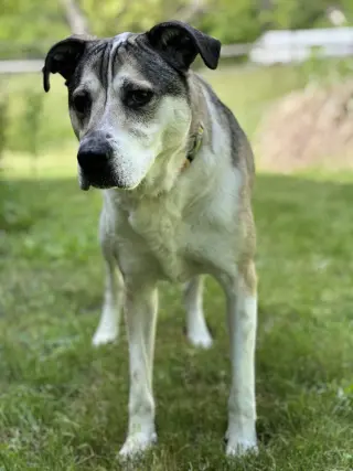 Major aka Ruger