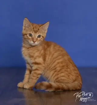 Mango (Ming Ming)