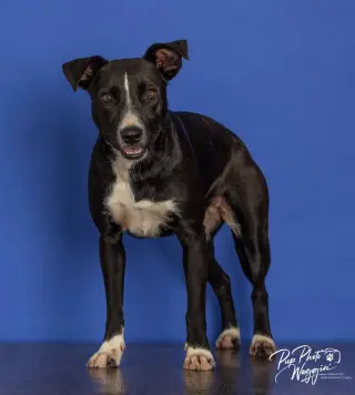 Lila