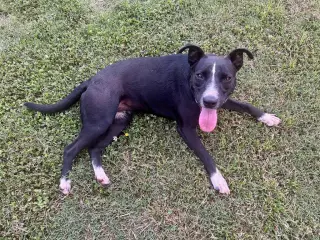 Lila