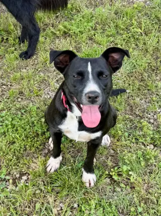 Lila