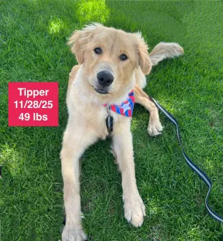 Tipper