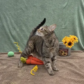 Dorothy