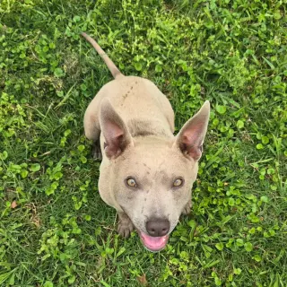 Frankie