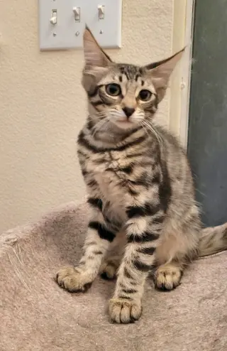 Eukanuba